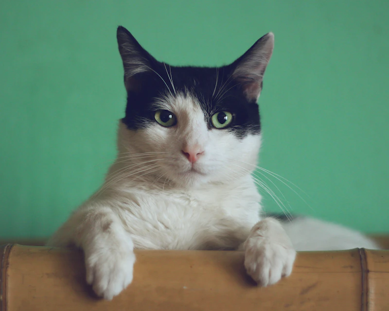 Luna, gata para adoção