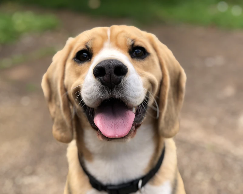 Tobias, cachorro para adoção