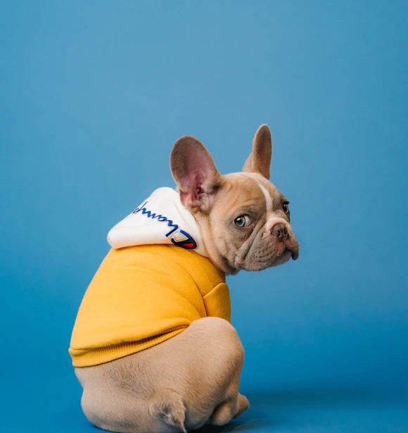 Buldogue francês vestindo um moletom amarelo