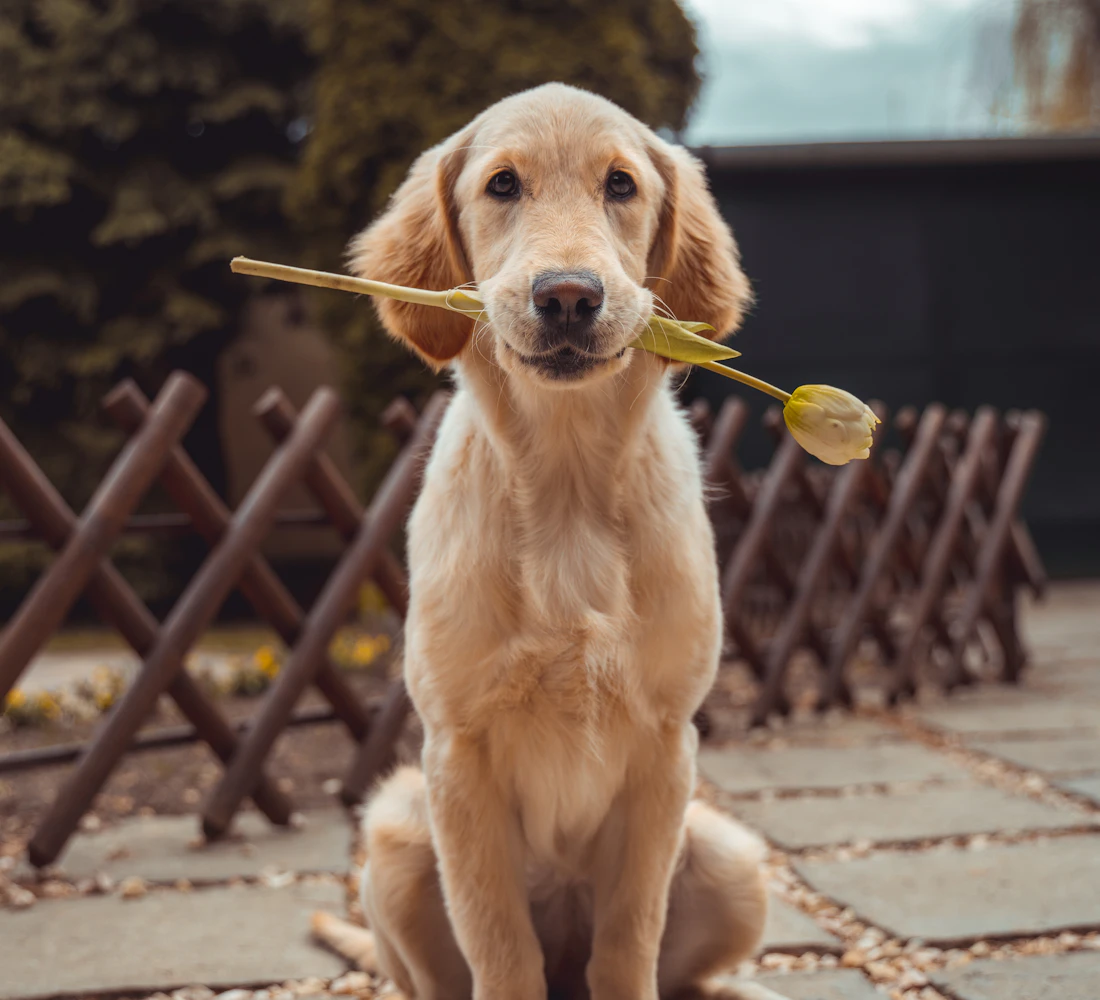 Filhote de golden retriever sentado no pátio com uma tulipa na boca