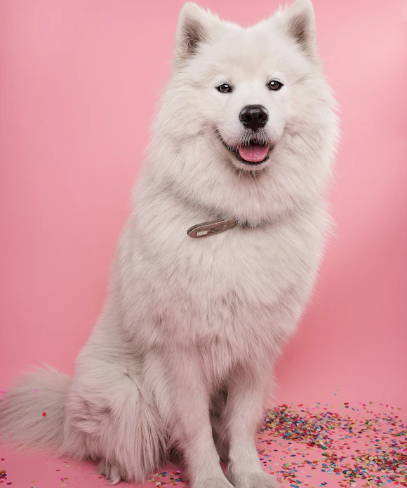 Cachorro branco sentado sobre confetes, em fundo rosa