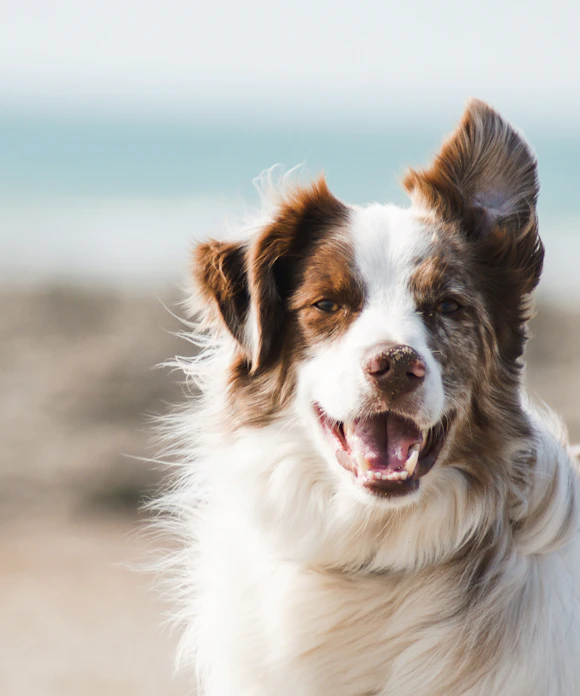 Cachorro border collie na praia