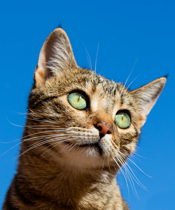 Gato malhado olhando para cima, com o céu ao fundo